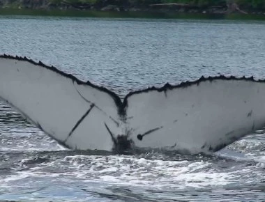 Σάλος στη Δύση μετά την απόφαση της Ιαπωνίας να ξαναρχίσει την φαλαιονοθηρία
